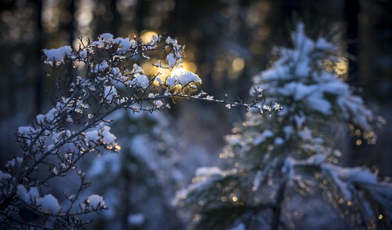 Book Review: The Queen’s&nbsp;Fool